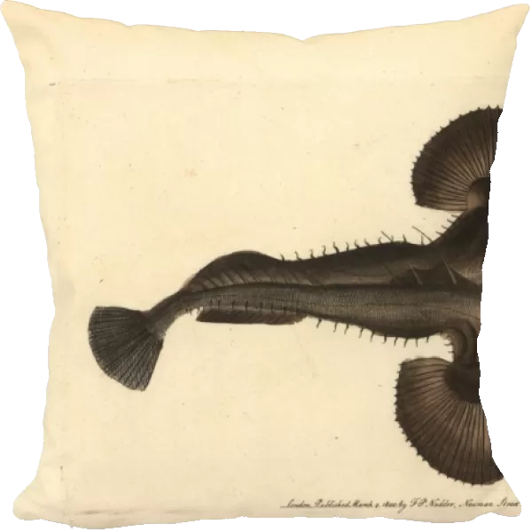 European frogfish or angler, Lophius piscatorius