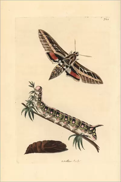 White-lined sphinx moth, Hyles lineata, caterpillar and pupa