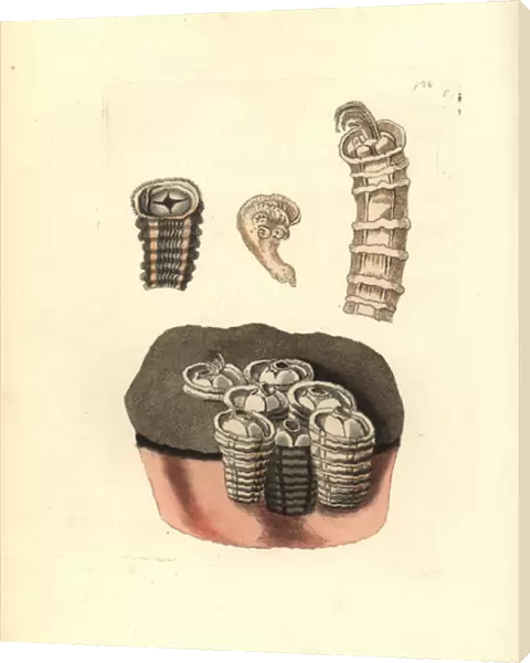 Coronulid barnacles, Tubicinella major