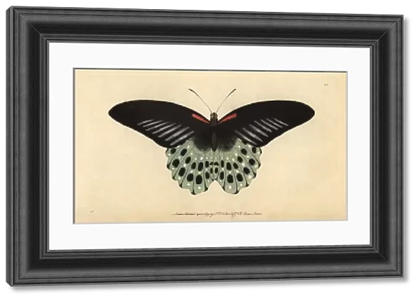 Polymnestor butterfly or Blue Mormon, Papilio polymnestor