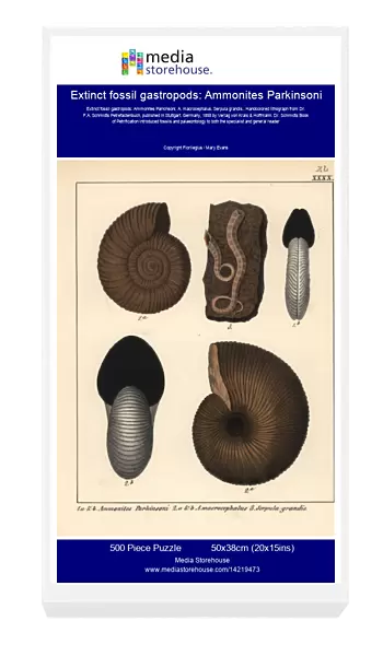 Extinct fossil gastropods: Ammonites Parkinsoni