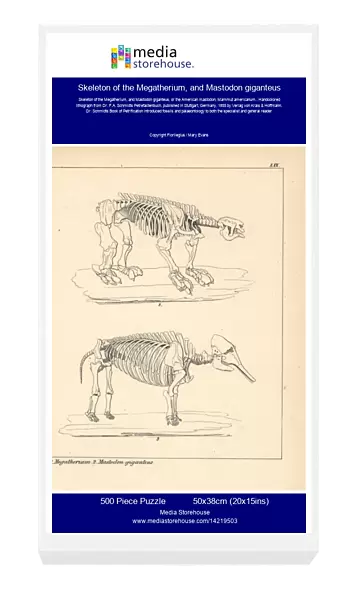 Skeleton of the Megatherium, and Mastodon giganteus