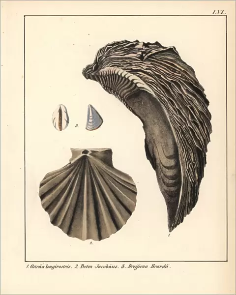Extinct fossil of an oyster Ostraea longirostris