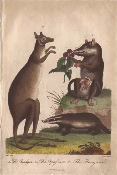 Kangaroo, badger and opossum, Macropus giganteus