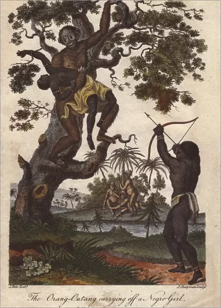 An orang utan (Pongo pygmaeus) kidnapping a young girl