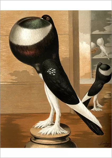 Black-Pied Pouter Cock Pigeon