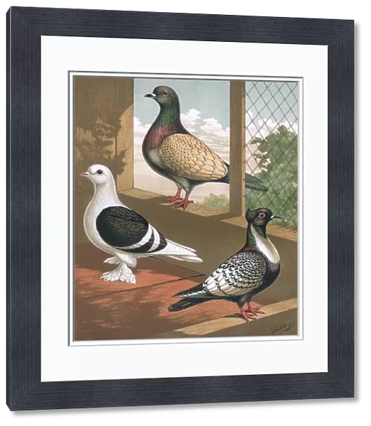 Pigeons - Shield, Hyacinth, Suarbian, German Toy Breeds
