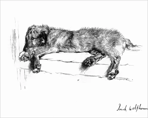 Illustration of an Irish Wolfhound by Cecil Aldin