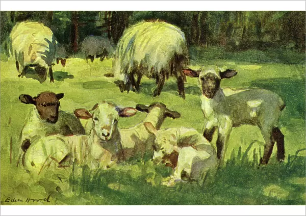 Sheep & lambs