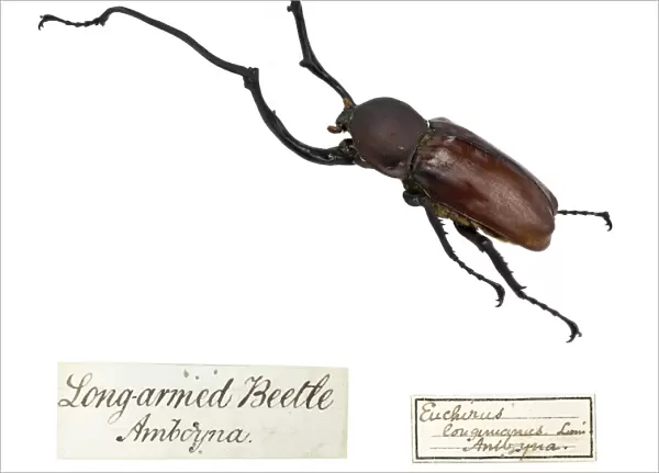 Wallaces Long armed beetle