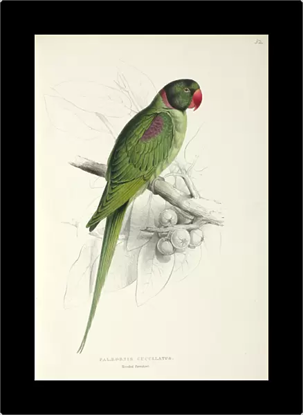 Psilopsiagon aymara, grey-hooded parakeet