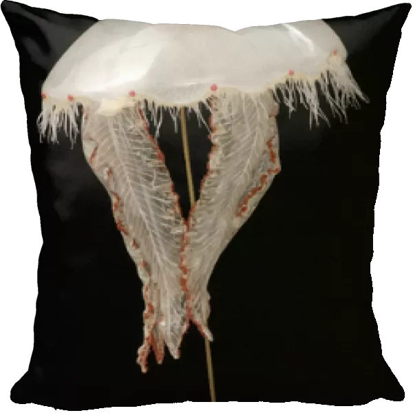 Aurelia aurita, jellyfish