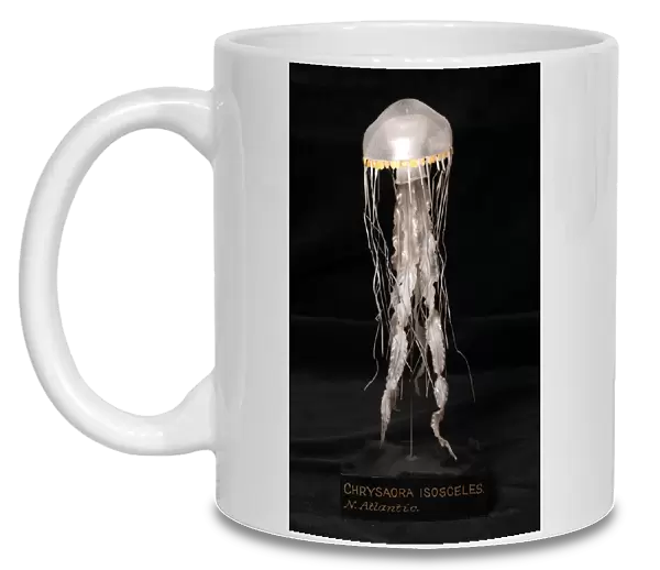 Chrysaora isosceles, jellyfish model