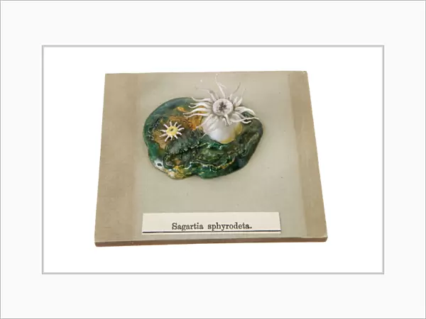 Sagartia sphyrodeta, sea anemone