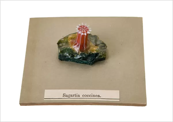 Sagartia coccinea, sea anemone