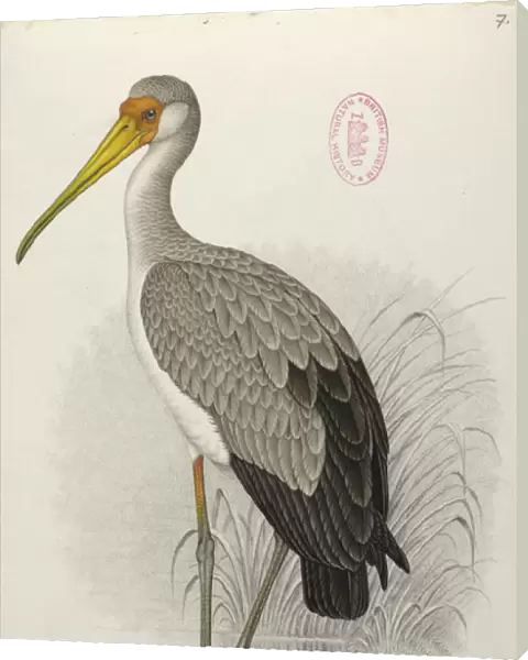 Mycteria ibis, Yellow-billed stork