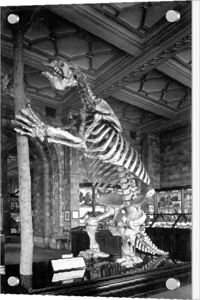Giant Ground Sloth, Natural History Museum