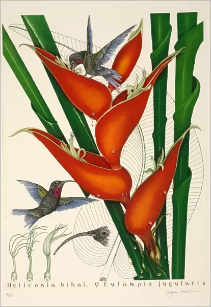 Purple-throated hummingbirds, female