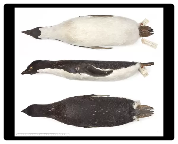 Ad鬩e penguin, Pygoscelis adeliae