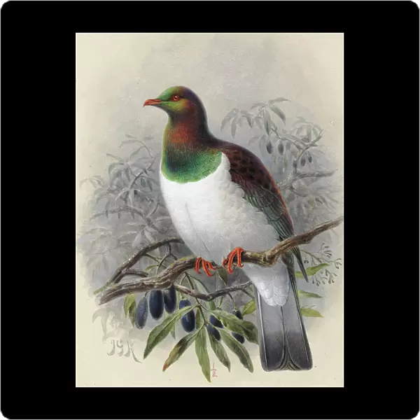 New Zealand Pigeon Kereru