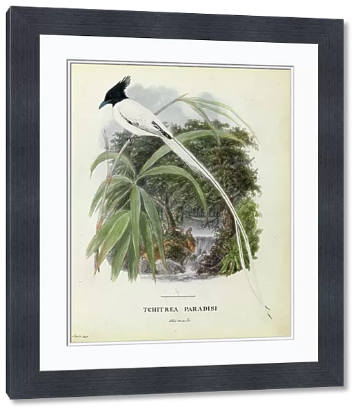 Old male Asian Paradise Flycatcher Watercolour