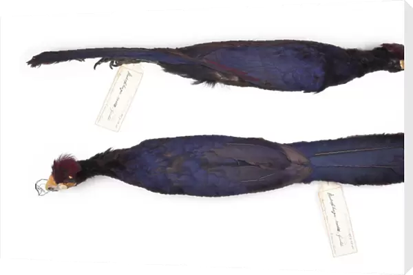 Musophaga rossae, Rosss turaco, female
