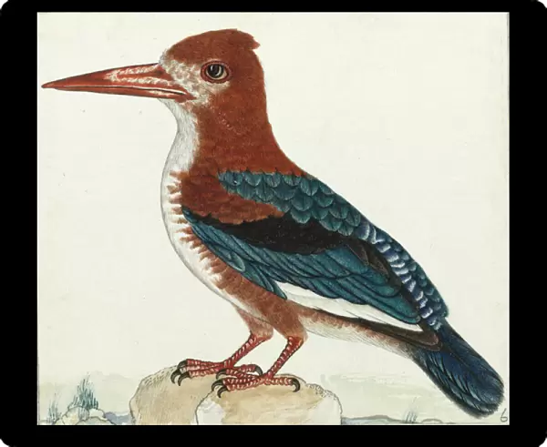 White-throated kingfisher, Halcyon smymensis