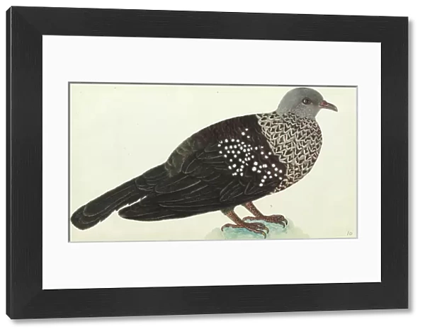 Speckled wood pigeon, Columba hodgsonii