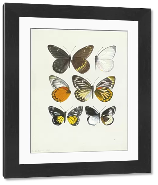 Pierine genus, Butterfly wings
