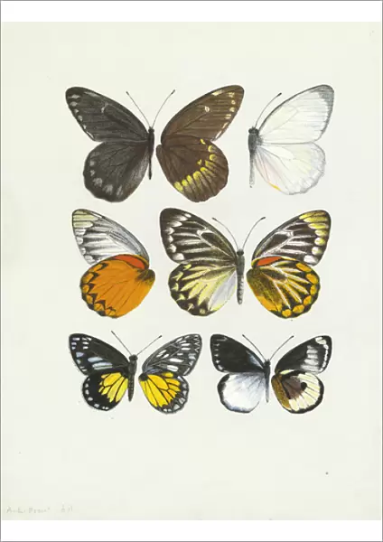 Pierine genus, Butterfly wings