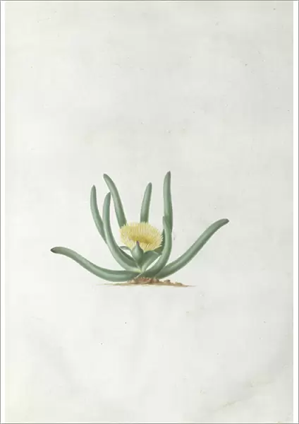 Mesembryanthemum calamiforme L. Var