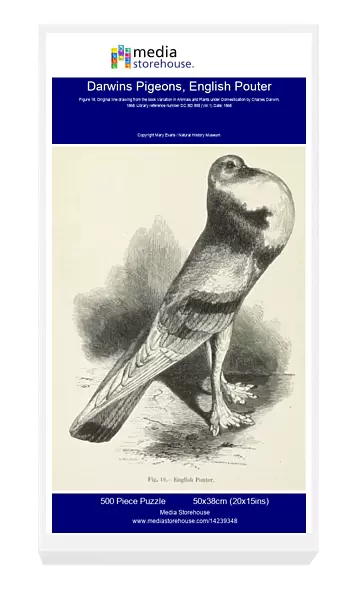 Darwins Pigeons, English Pouter