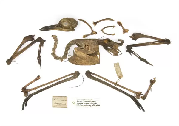 Burhinus grallarius, skeleton Gould Collection