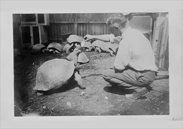 C. Harris feeding Galapagos tortoises, 1898