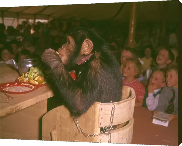 Chimpanzee eating at a table