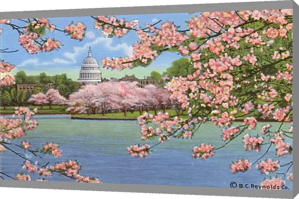 Washington DC, USA - Capitol vista through cherry blossoms