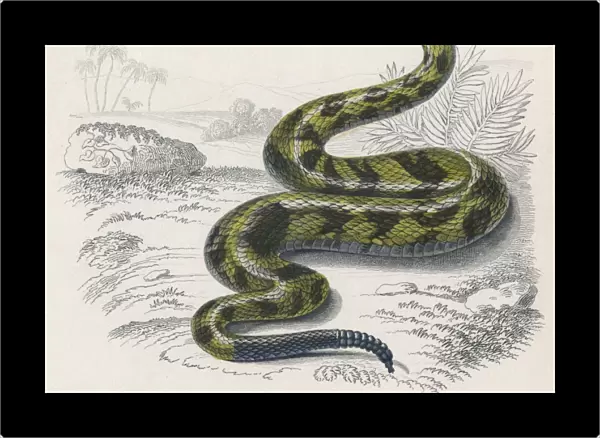 Common Rattle Snake  /  Duhn