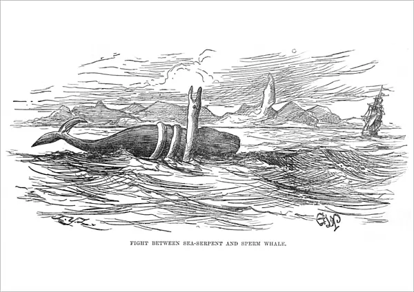 Sea Serpent  /  1875 Brazil