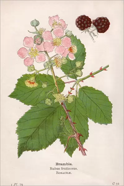 Plants  /  Rubus Fruticosus