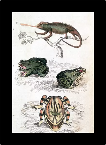 Various Reptiles  /  Lizars