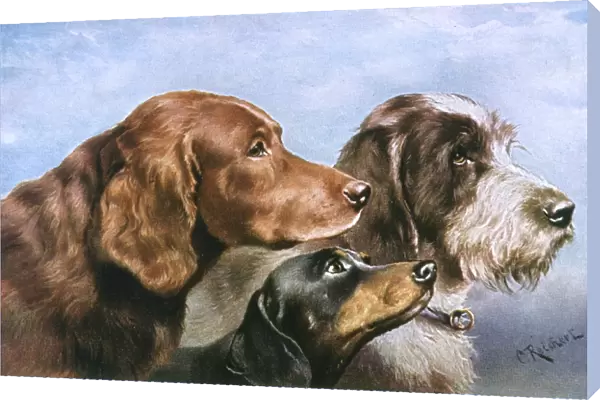 Three Dog Heads
