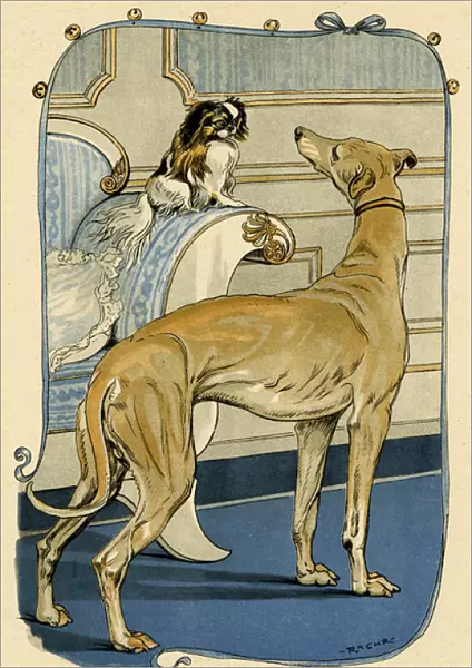 Greyhound and Pekingese