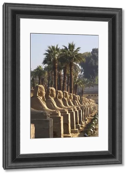 EGYPT. TEMPLE OF LUXOR. Sphinxes Avenue. New Kingdom. Ancie