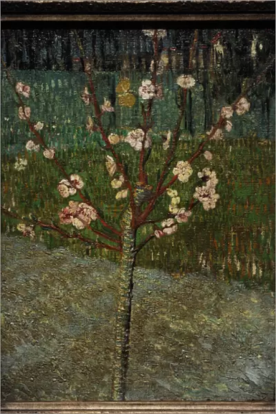 Almond Tree in Bloom, 1888, by Vincent van Gogh (1853-1890)