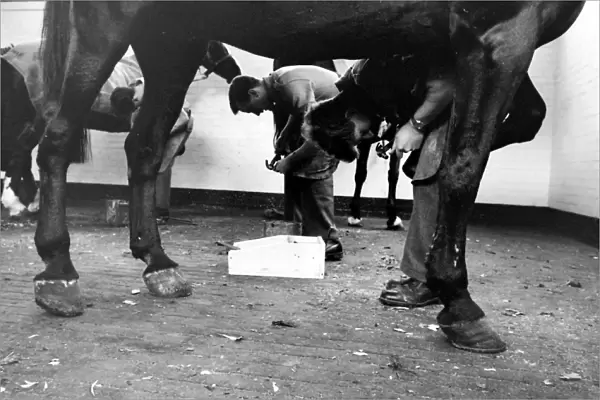 Men at work on horses hooves