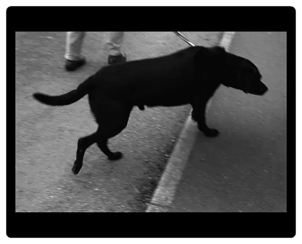 Moving dog near pavement