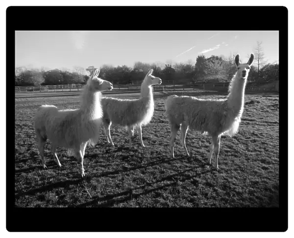 Llamas in a Hertfordshire field