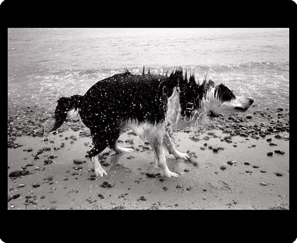 Wet dog shaking off water Sizewell beach
