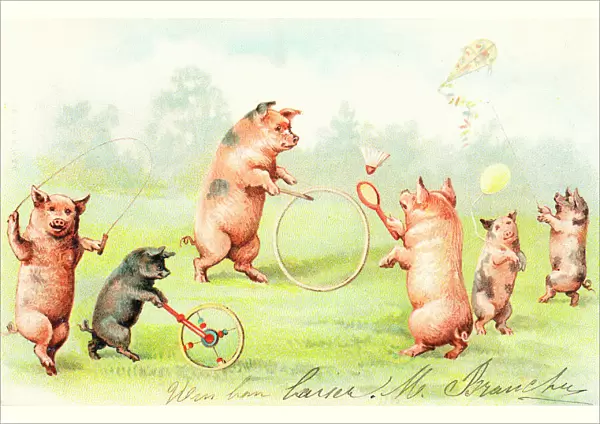 Family of pigs at play on a postcard