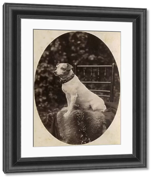 Portrait of a Jack Russell terrier dog